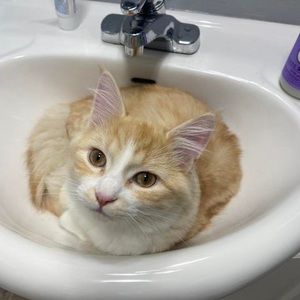 Meet your Posher, Darcy